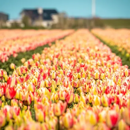 Tenthuisje In Het Groen, Met Eigen Badkamer
